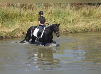 Westphalian, Gelding, 5 years, 15.3 hh, Smoky-Black