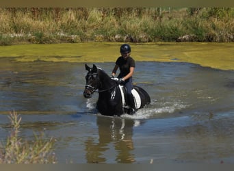 Westphalian, Gelding, 5 years, 15.3 hh, Smoky-Black