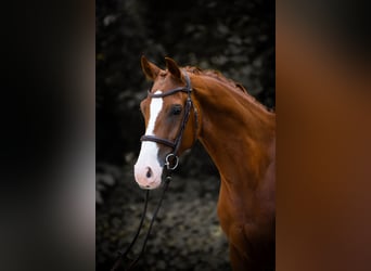 Westphalian, Gelding, 5 years, 15,1 hh, Chestnut-Red