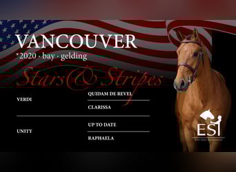 Westphalian, Gelding, 5 years, 15,3 hh, Brown