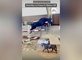 Westphalian, Gelding, 5 years, 15,3 hh, Brown