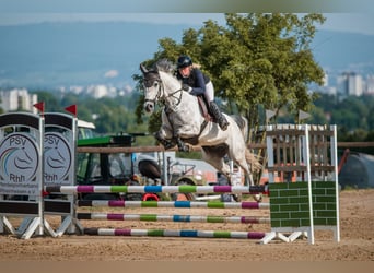 Westphalian, Gelding, 5 years, 15,3 hh, Gray-Dapple