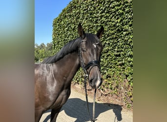 Westphalian, Gelding, 5 years, 16.1 hh, Bay-Dark