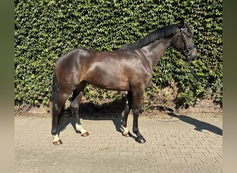 Westphalian, Gelding, 5 years, 16.1 hh, Bay-Dark