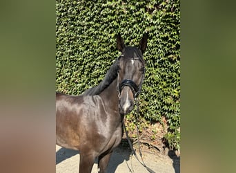 Westphalian, Gelding, 5 years, 16.1 hh, Bay-Dark