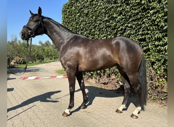 Westphalian, Gelding, 5 years, 16.1 hh, Bay-Dark