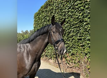 Westphalian, Gelding, 5 years, 16.1 hh, Bay-Dark