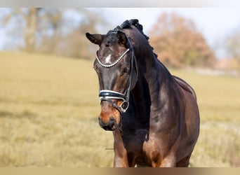 Westphalian, Gelding, 5 years, 16.1 hh, Bay-Dark