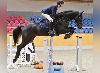 Westphalian, Gelding, 5 years, 16.1 hh, Bay-Dark