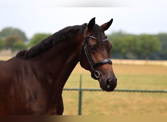 Westphalian, Gelding, 5 years, 16,1 hh, Black