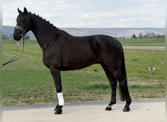 Westphalian, Gelding, 5 years, 16.1 hh, Black