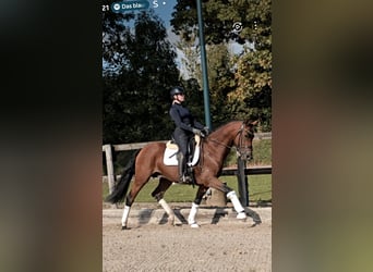 Westphalian, Gelding, 5 years, 16.1 hh, Brown