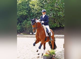 Westphalian, Gelding, 5 years, 16.1 hh, Brown