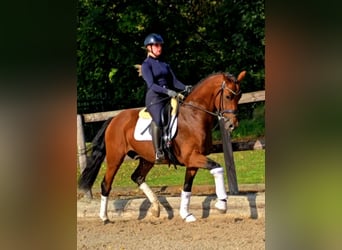 Westphalian, Gelding, 5 years, 16.1 hh, Brown