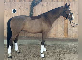 Westphalian, Gelding, 5 years, 16.1 hh, Brown