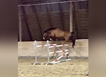 Westphalian, Gelding, 5 years, 16,1 hh, Brown-Light