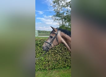 Westphalian, Gelding, 5 years, 16,1 hh, Can be white