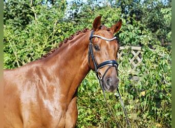 Westphalian, Gelding, 5 years, 16,1 hh, Chestnut