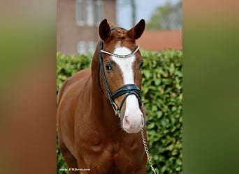 Westphalian, Gelding, 5 years, 16,1 hh, Chestnut