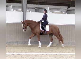 Westphalian, Gelding, 5 years, 16,1 hh, Chestnut