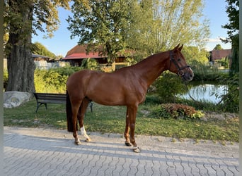 Westphalian, Gelding, 5 years, 16.1 hh, Chestnut