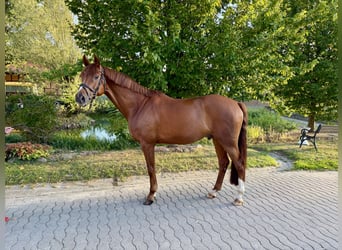 Westphalian, Gelding, 5 years, 16.1 hh, Chestnut