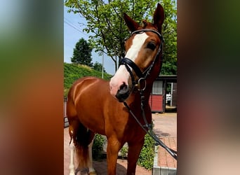 Westphalian, Gelding, 5 years, 16,1 hh, Chestnut-Red