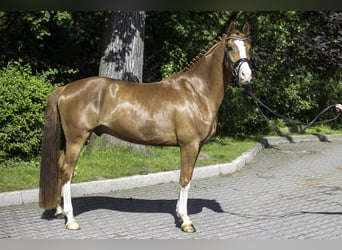 Westphalian, Gelding, 5 years, 16.1 hh, Chestnut-Red