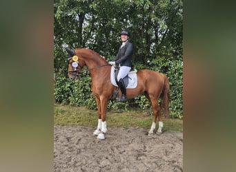 Westphalian, Gelding, 5 years, 16.1 hh, Chestnut-Red