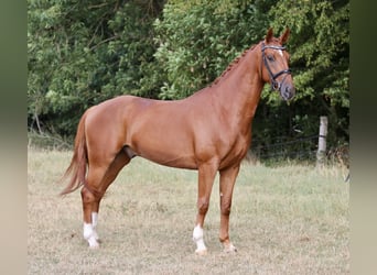 Westphalian, Gelding, 5 years, 16.1 hh, Chestnut-Red