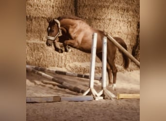 Westphalian, Gelding, 5 years, 16.1 hh, Chestnut-Red