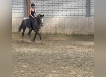 Westphalian, Gelding, 5 years, 16,1 hh, Gray