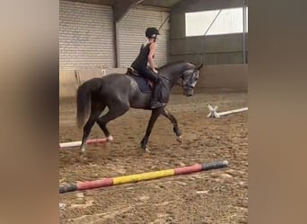 Westphalian, Gelding, 5 years, 16,1 hh, Gray