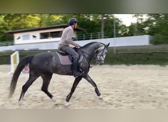Westphalian, Gelding, 5 years, 16.1 hh, Gray