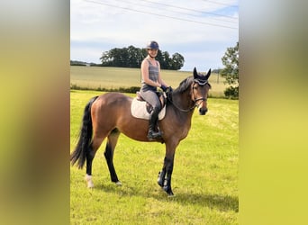 Westphalian, Gelding, 5 years, 16,2 hh, Bay-Dark