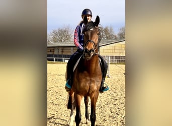 Westphalian, Gelding, 5 years, 16,2 hh, Bay-Dark