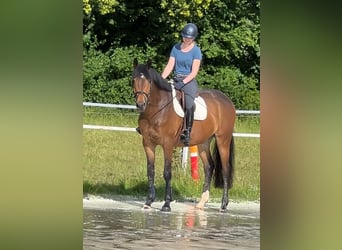 Westphalian, Gelding, 5 years, 16,2 hh, Bay-Dark