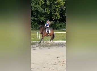 Westphalian, Gelding, 5 years, 16,2 hh, Bay-Dark