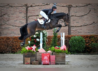 Westphalian, Gelding, 5 years, 16,2 hh, Bay-Dark