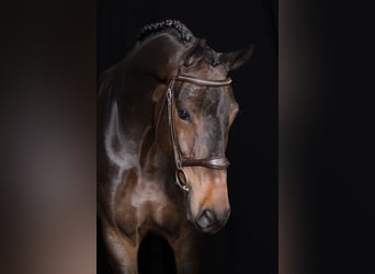 Westphalian, Gelding, 5 years, 16,2 hh, Bay-Dark