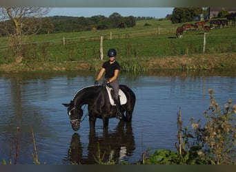 Westphalian, Gelding, 5 years, 16.2 hh, Black