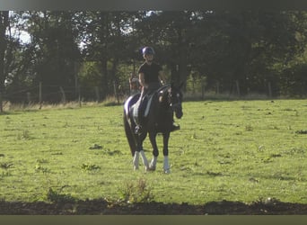 Westphalian, Gelding, 5 years, 16.2 hh, Black