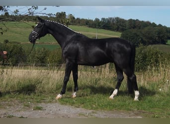 Westphalian, Gelding, 5 years, 16.2 hh, Black
