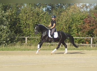 Westphalian, Gelding, 5 years, 16.2 hh, Black