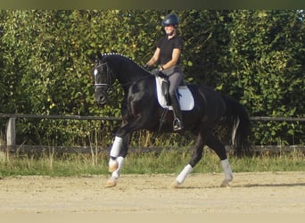 Westphalian, Gelding, 5 years, 16.2 hh, Black