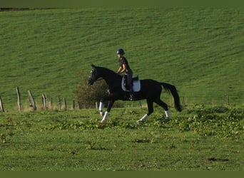Westphalian, Gelding, 5 years, 16.2 hh, Black