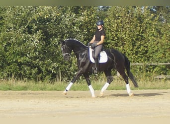 Westphalian, Gelding, 5 years, 16.2 hh, Black