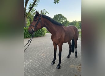 Westphalian, Gelding, 5 years, 16.2 hh, Brown