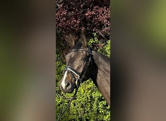 Westphalian, Gelding, 5 years, 16,2 hh, Brown