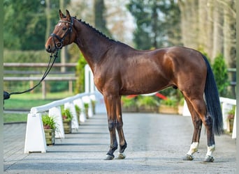Westphalian, Gelding, 5 years, 16.2 hh, Brown